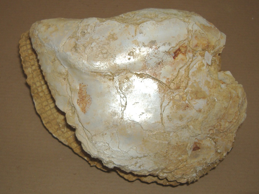 Isognomon maxillatus (Lamarck, 1801 ) - Pliocene - Asti